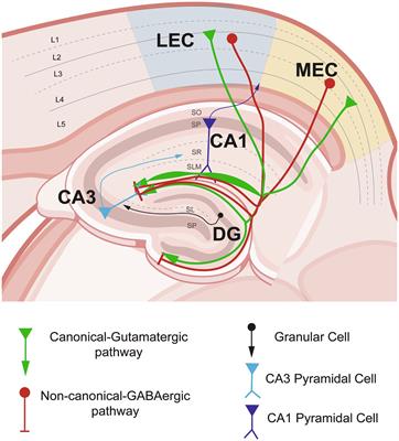 Entorhinal cortex–hippocampal circuit connectivity in health and disease